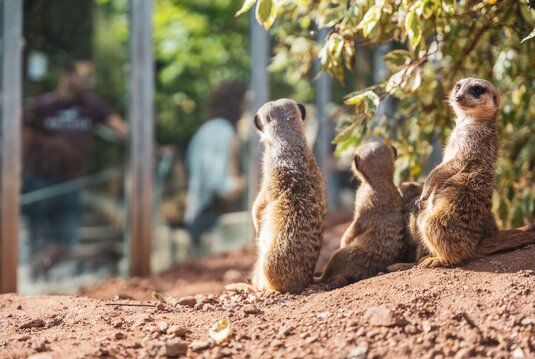 Tiere im Tierpark Eisenberg