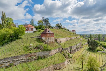 Max-Klinger-Weinberg bei Naumburg: Drei Häuser thronen auf einem in 3 Terrassen angelegten Weinberg