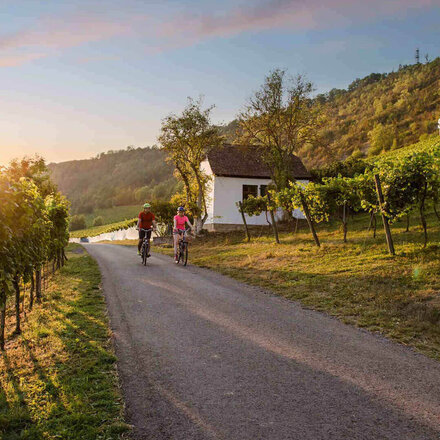 Zwei Radfahrer fahren durch die Weinreben