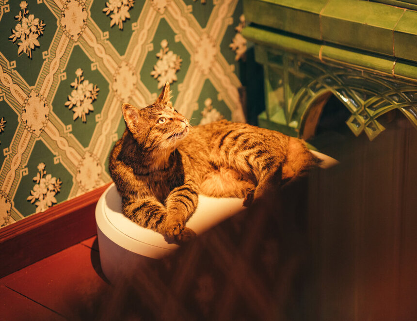 Katze von Alfred Ludwig Brehm in BREHMs Welt