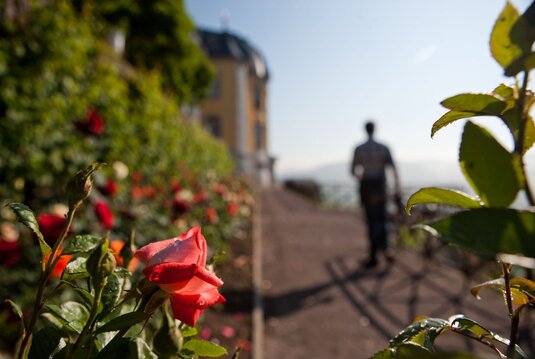 Rosengarten als Teil der Dornburger Schlösser und Gärten