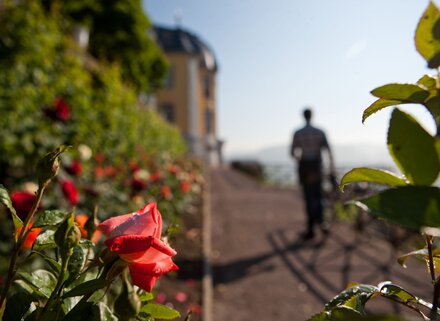 Rosengarten als Teil der Dornburger Schlösser und Gärten