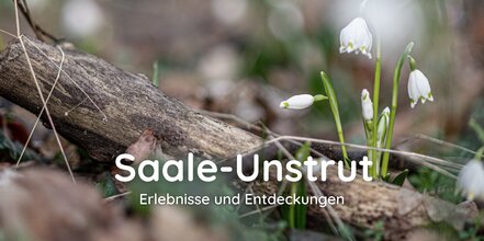 Ein dicker Ast liegt auf dem Waldboden, daneben blüht ein Märzenbecher mit weißem Kelch und grünen Punkten