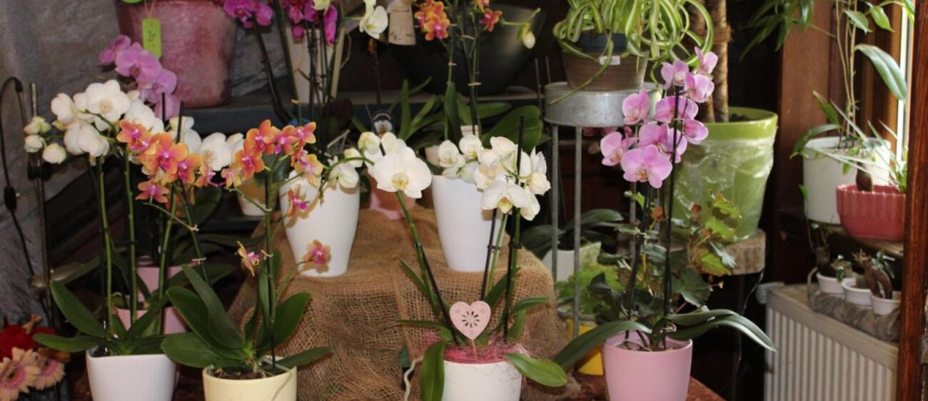 Eine Angebotsauswahl und einige Eindrücke des Pflanzenhof Zöthen.