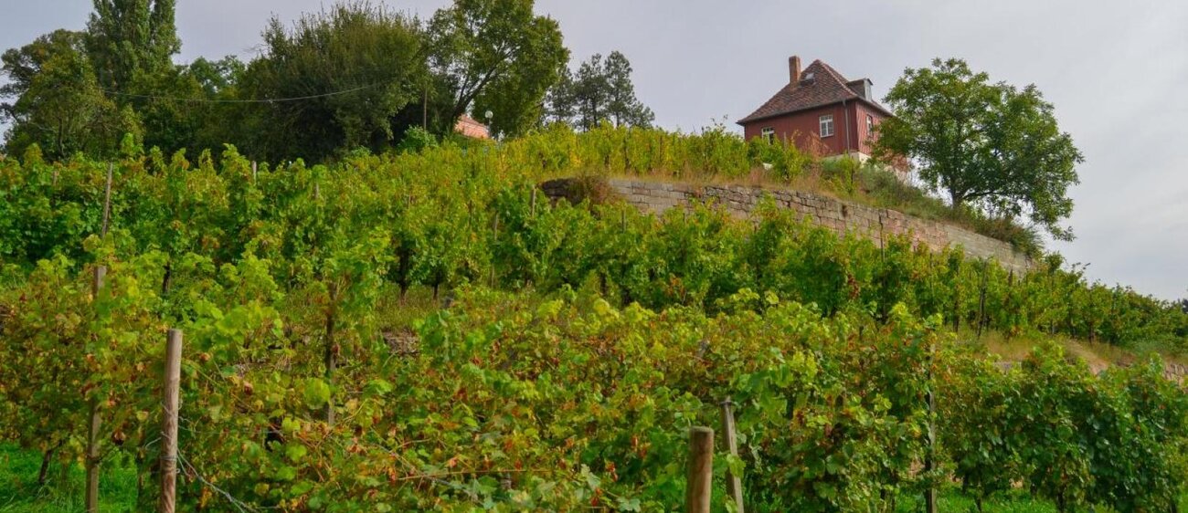 Max-Klinger-Weinberg Großjena