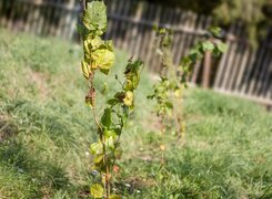 Lützen-Deutsches-Trüffelgut-Trüffelfläche