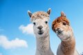 Alpaka Wanderung - Tierische Familientour 