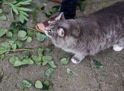 Weißenfels-Burgenlandhochzeit-Katze