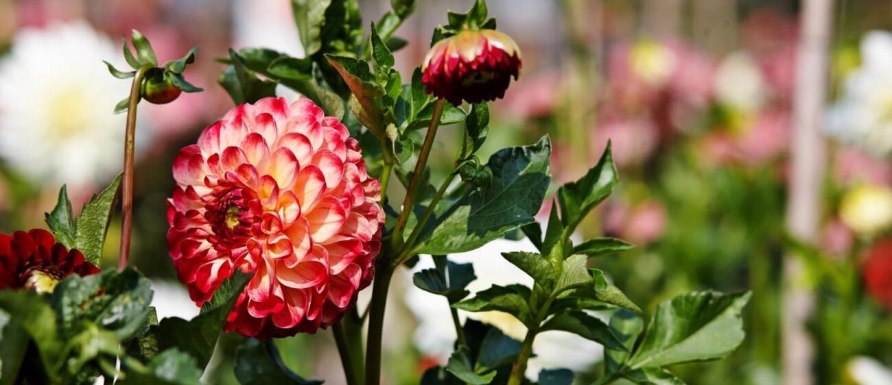 Dahlien im Garten des Dahlienzentrums Bad Köstritz