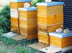 Naumburg-Jaworski-Bienenkästen