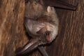 BatNight im Jenaer Forst