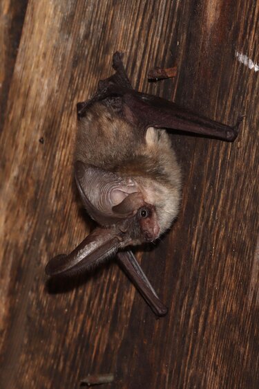 BatNight im Jenaer Forst