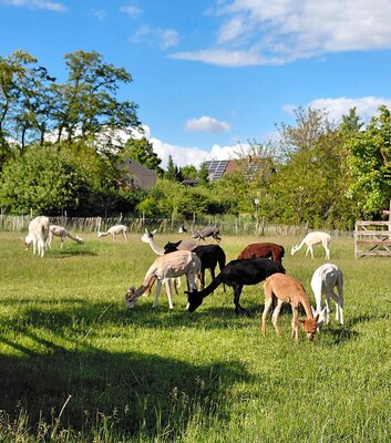 Devil's Stone Alpacas
