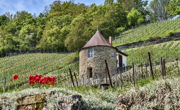 Junger Wein in alten Mauern