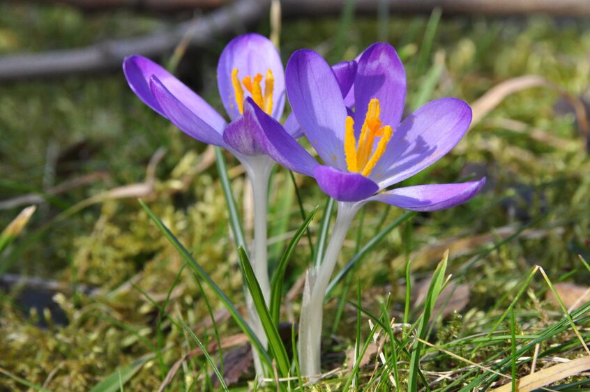 Führung: "Frühling im Botanischen Garten"
