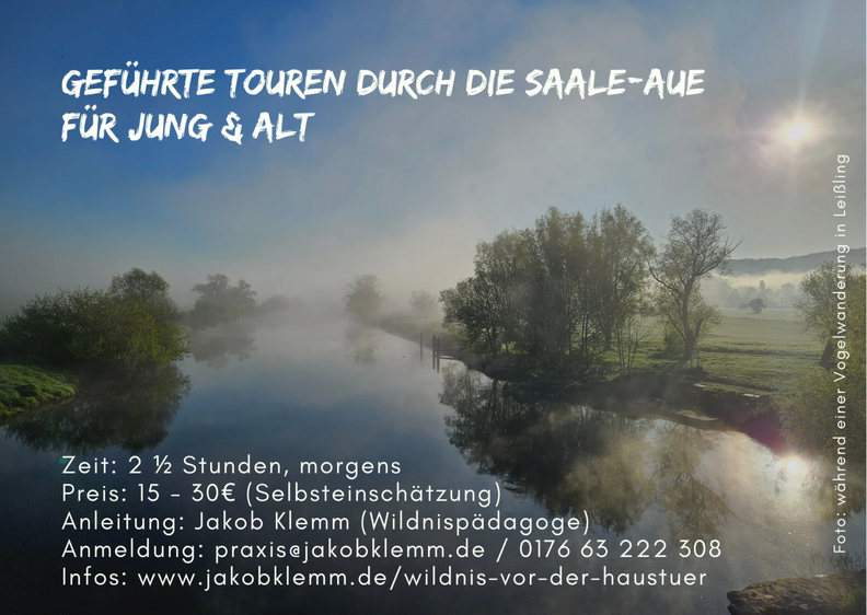 Vogelwanderung durch die Saaleaue in Leißling