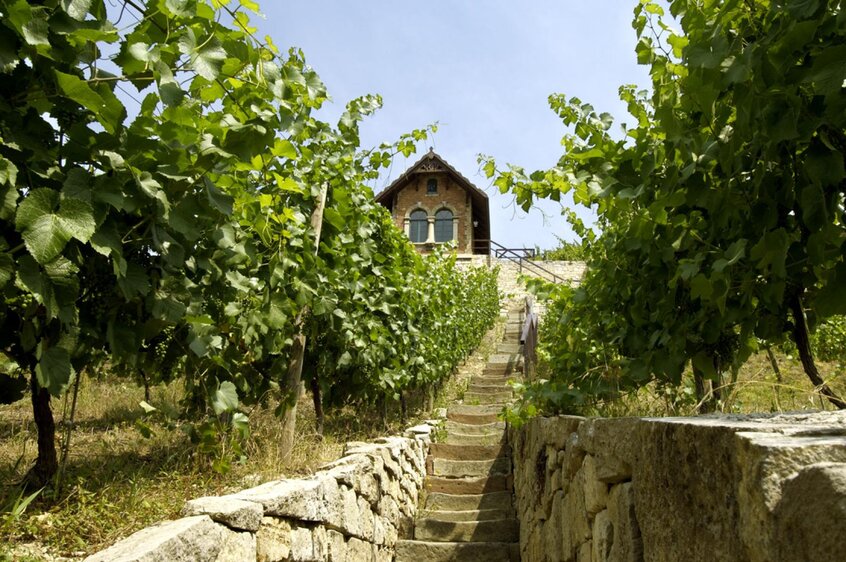Auf einen Schluck im Schlifter  - Weinbergführung