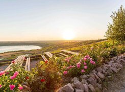 geiseltalsee_weinbau_am_geiseltalsee_aussicht_im_sonnenuntergang