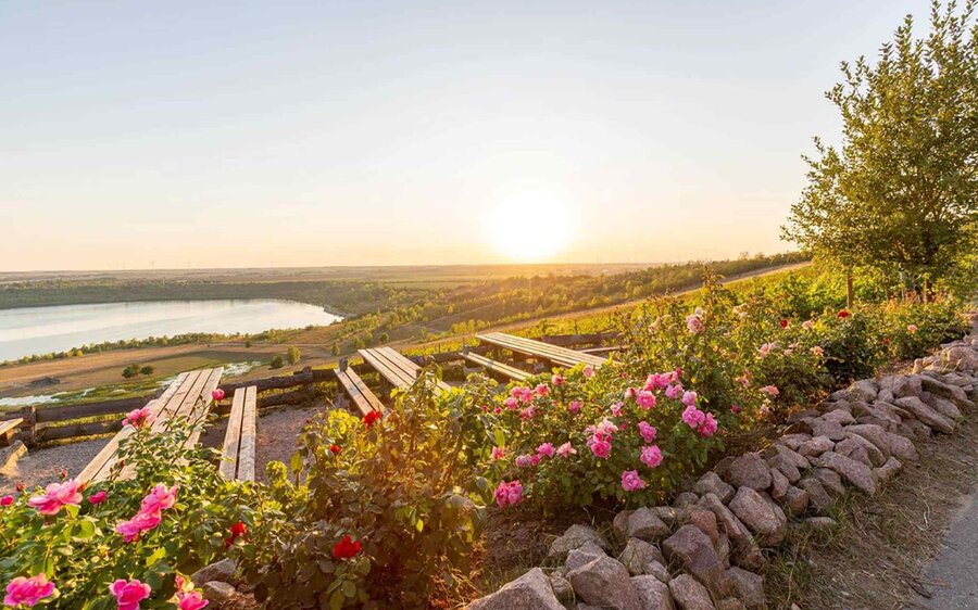 Weinbau am Geiseltalsee - Aussicht im Sonnenuntergang