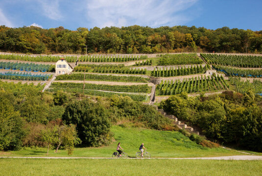 Weinberge bei Kaatschen