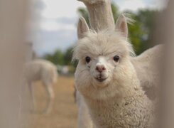 Salzatal-Devils-Stone-Alpacas-2