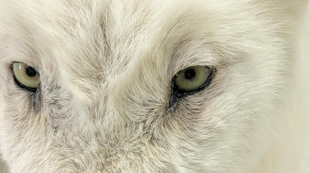 Spezialführung: Wie Tiere überwintern