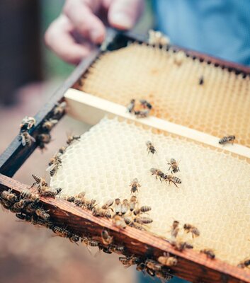 Bienenlehrgarten Nebra