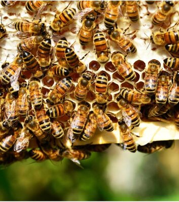 Bienenmädchen
