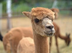 Salzatal-Devils-Stone-Alpacas-1