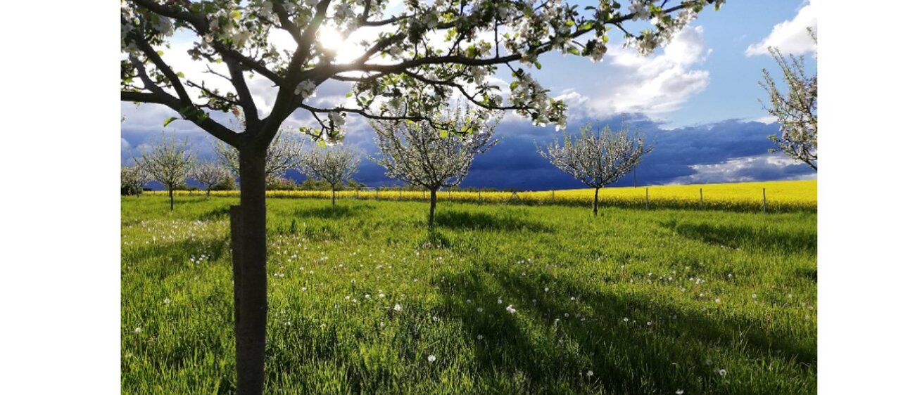 Die Streuobstwiese von Somfo- Hoflden
