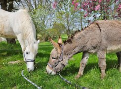 Goseck-Esel-und-Ponyhof-Esel-Amrei-Knauf