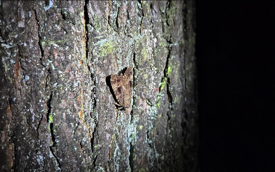 Insektenbesuch im Jenaer Forst