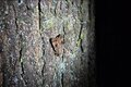 Insektenbesuch im Jenaer Forst