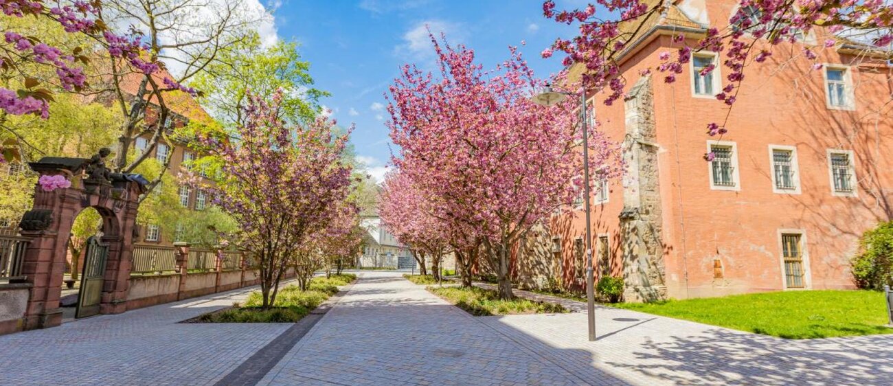 Kloster St. Claren in Weißenfels mit rosa blühenden Bäumen
