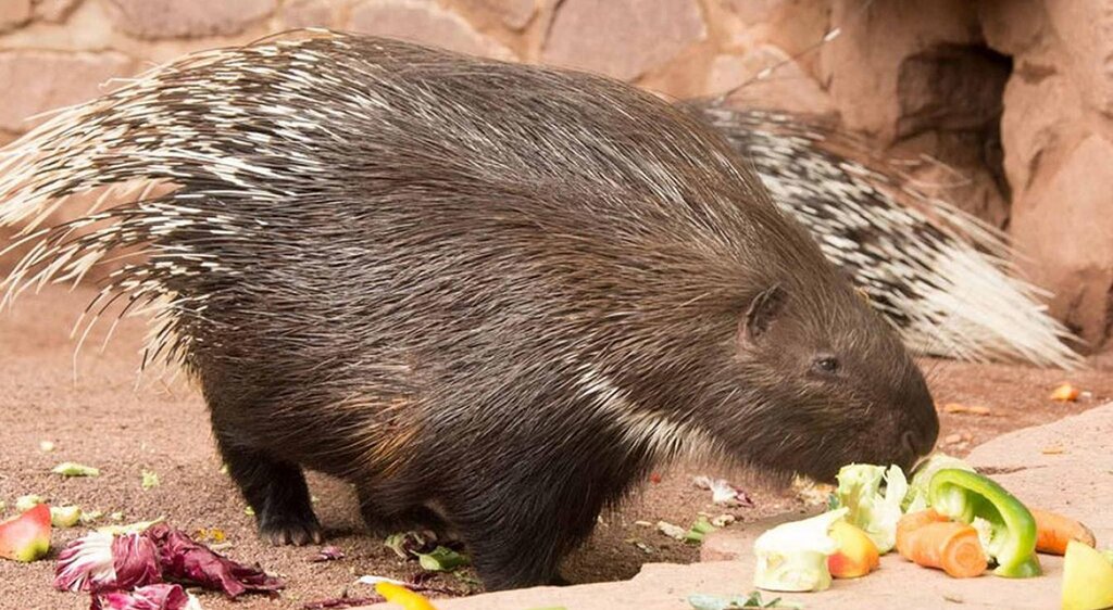 Stachelschwein