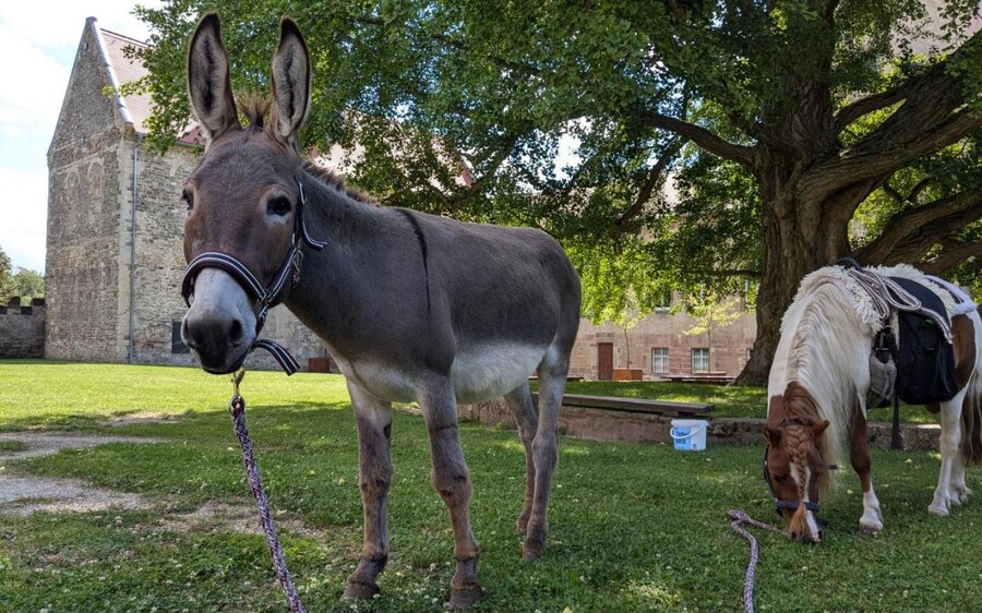 goseck-esel-und-ponyhof-tiere