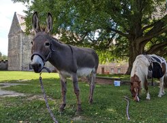 goseck-esel-und-ponyhof-tiere