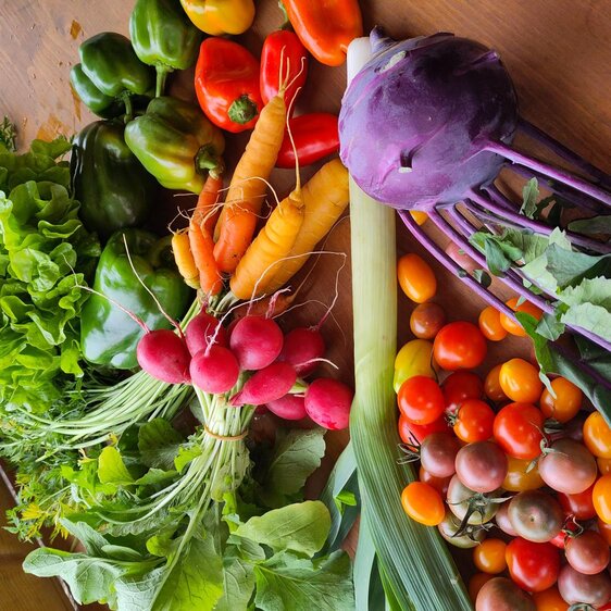 Infoveranstaltung SoLaWi Gemüse-Oase