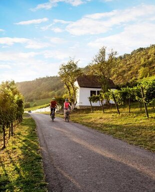 Radfahrer vor den Saalehäuser weinbergen bei Bad Kösen