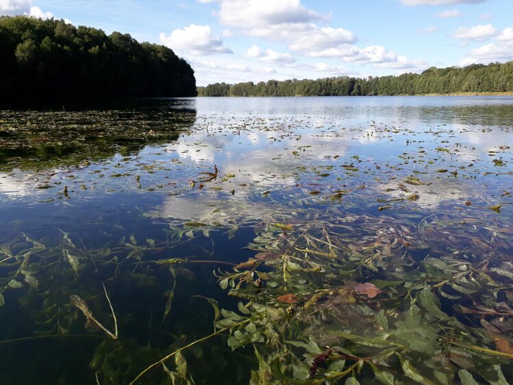 Führung: "Grünes im Blauen - Wasserpflanzen im Botanischen Garten"