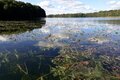 Führung: "Grünes im Blauen - Wasserpflanzen im Botanischen Garten"