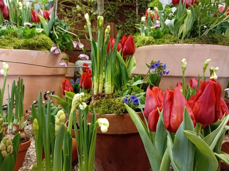 Floristisches zur Osterzeit