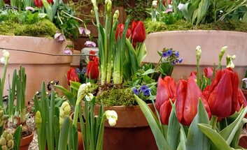 Floristisches zur Osterzeit