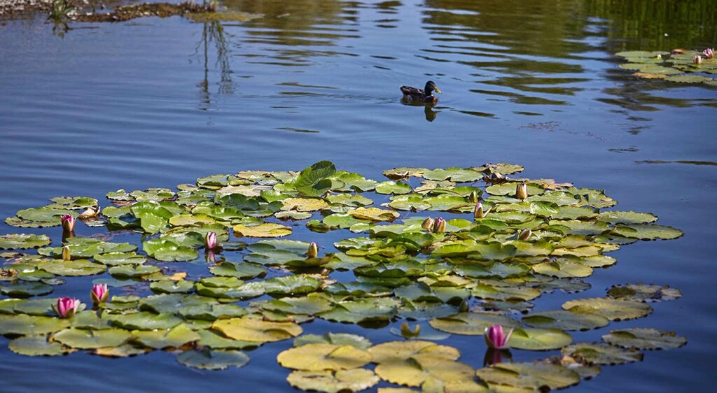 Seerosenteich im Schlosspark Moritzburg