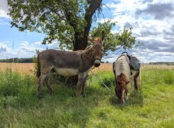Goseck-Esel-und-Ponyhof-Pause-1-Amrei-Knauf