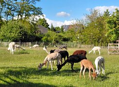 Salzatal-Devils-Stone-Alpacas-Wiese