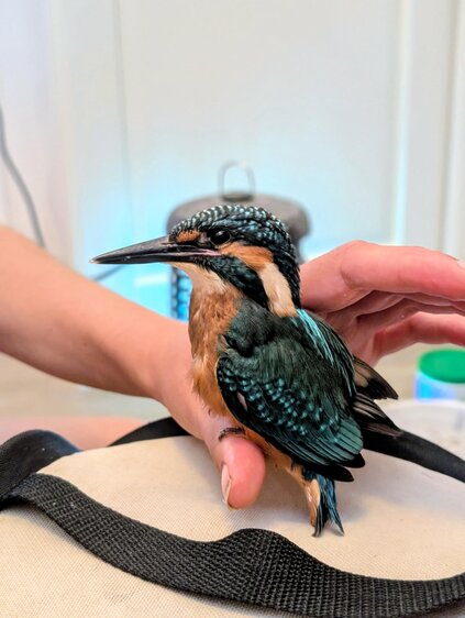 Einstieg in die Ornithologie 2