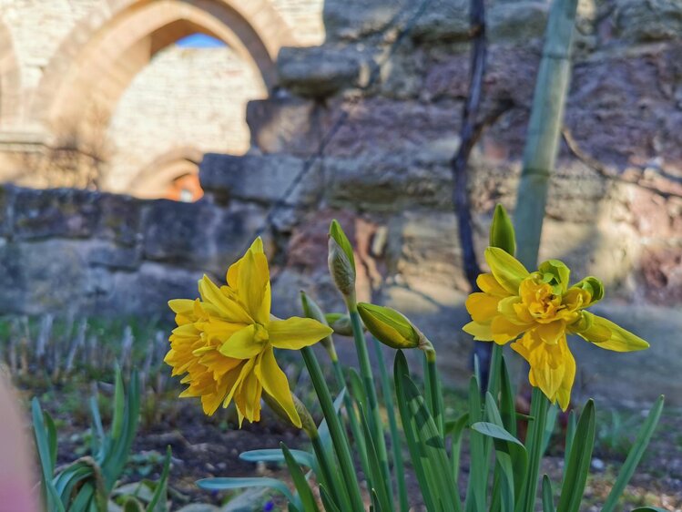 Öffentliche Führung: Kaiserpfalz – Reichsabtei – Propstei