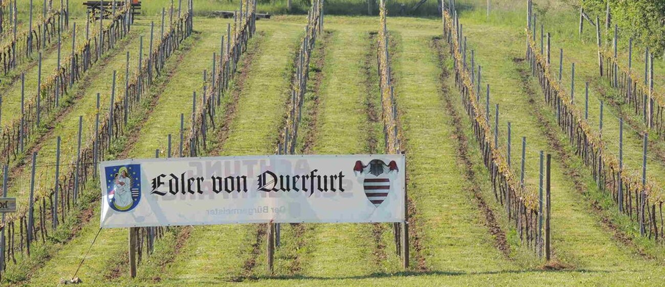 Auf dem städtischen Weinberg St. Bruno wird der "Edle von Querfurt" angebaut.
