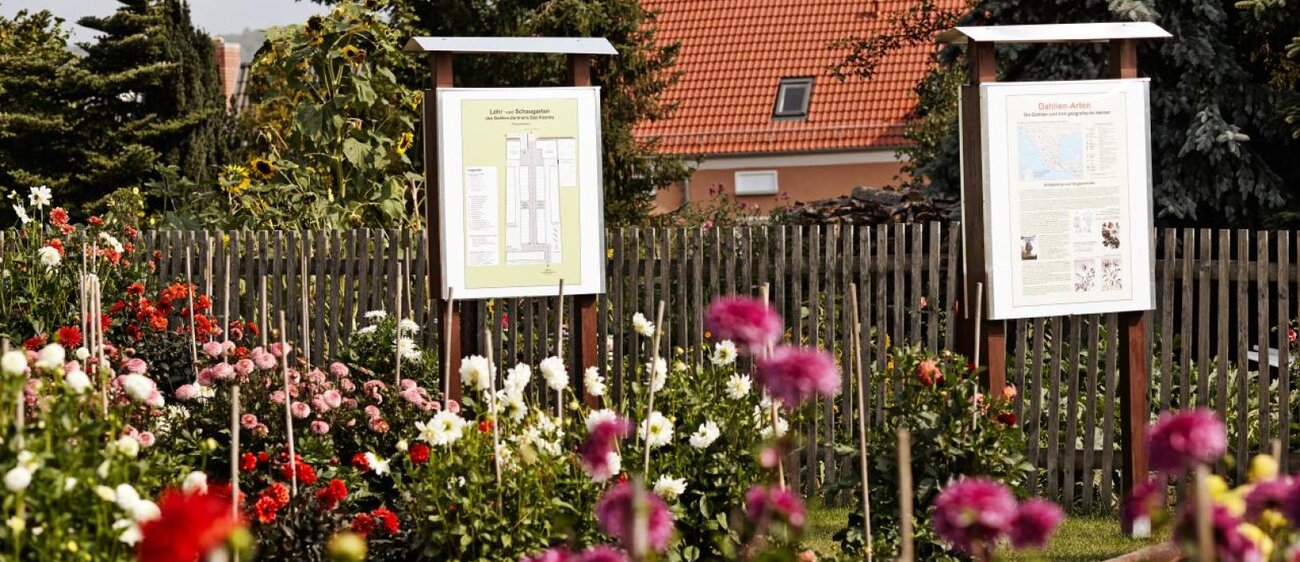 Dahlien im Garten des Dahlienzentrums Bad Köstritz